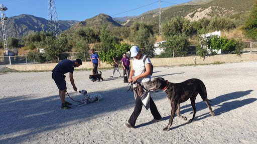 Funny Dogs - Adiestramiento Canino Granada y Club Deportivo Canino