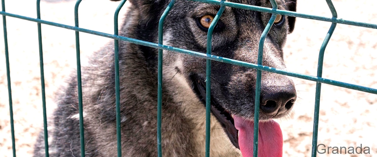 Los 6 mejores criaderos de perros en Granada