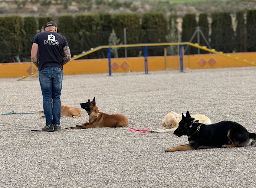 Centro Canino Delagos